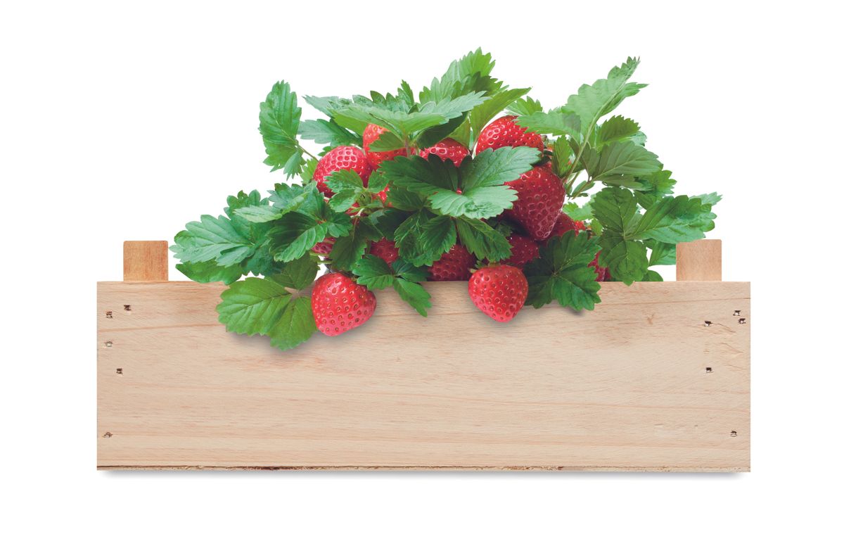 Strawberry