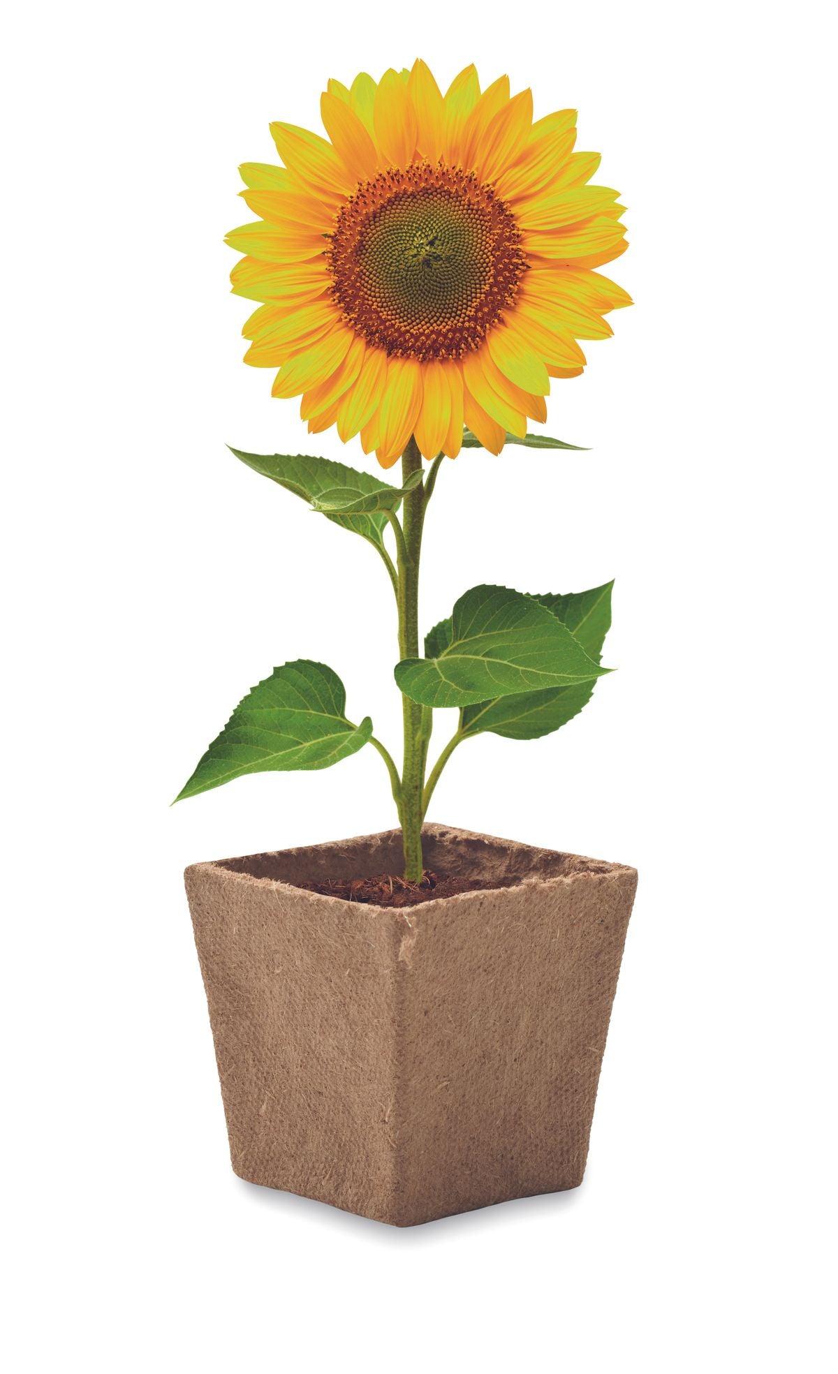 Sunflower Kit