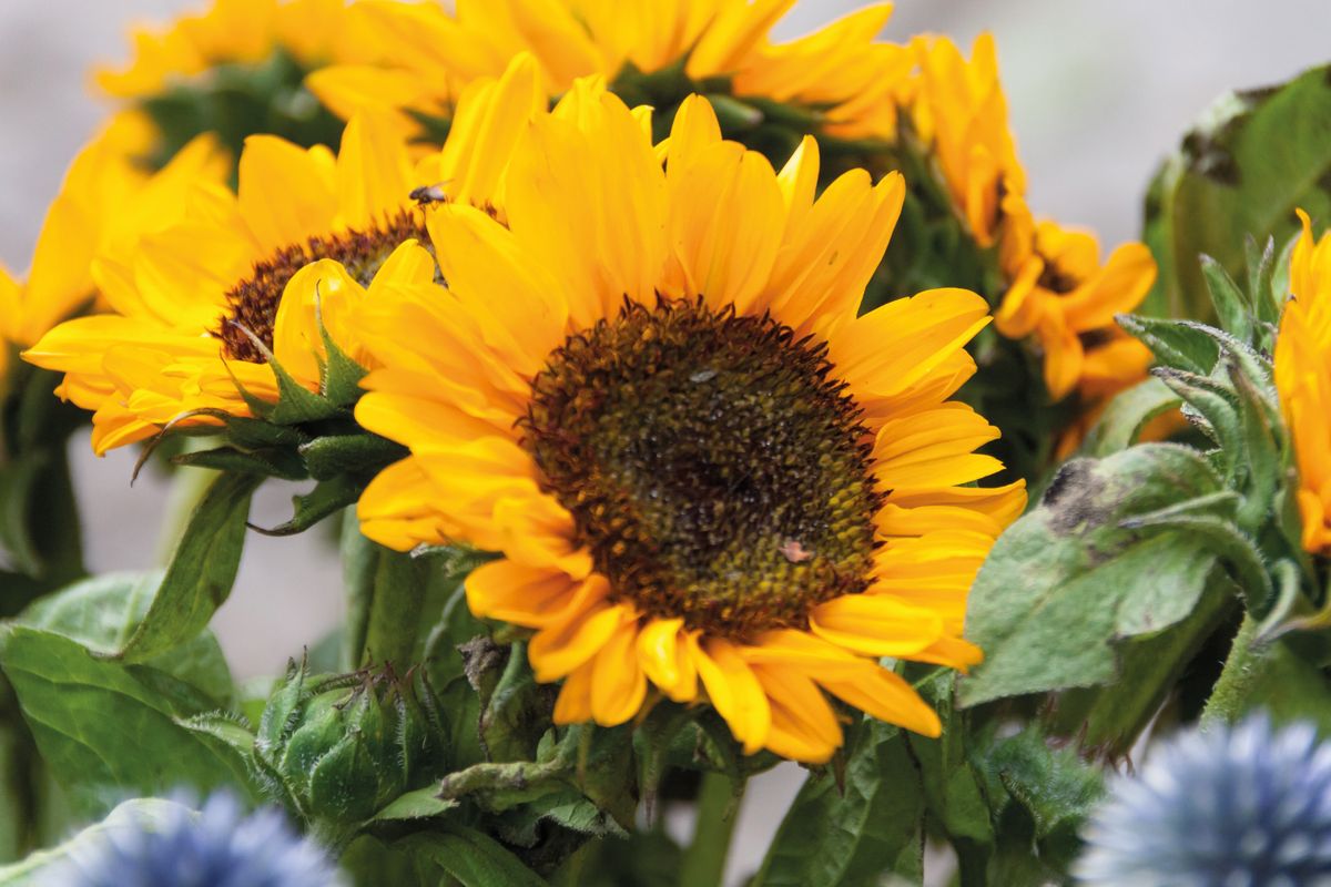 Girasol