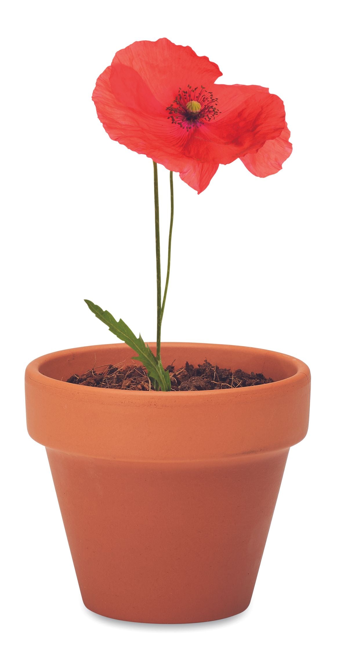 Red Poppy