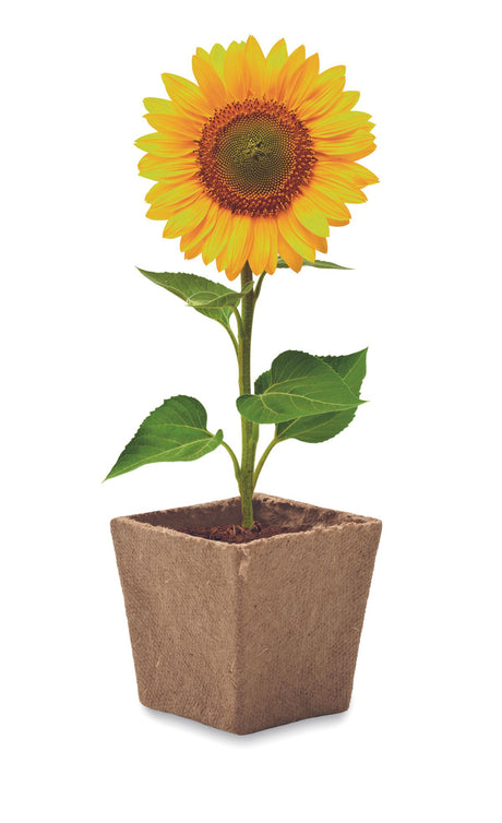 Sunflower Kit