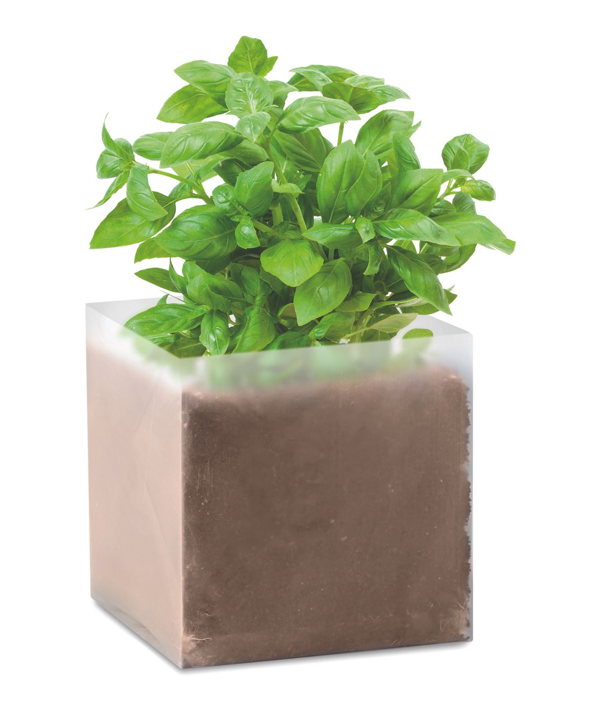 Basil