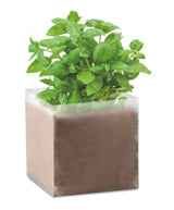 Basil