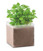 Basil