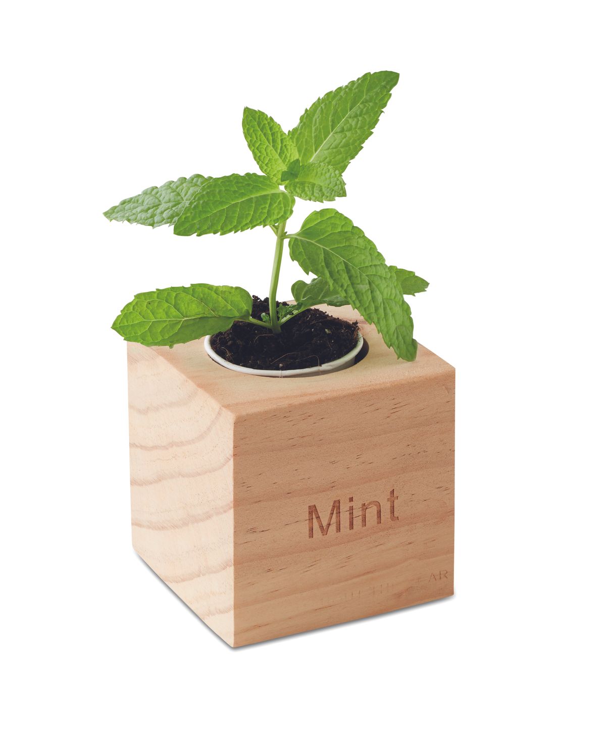 Menta