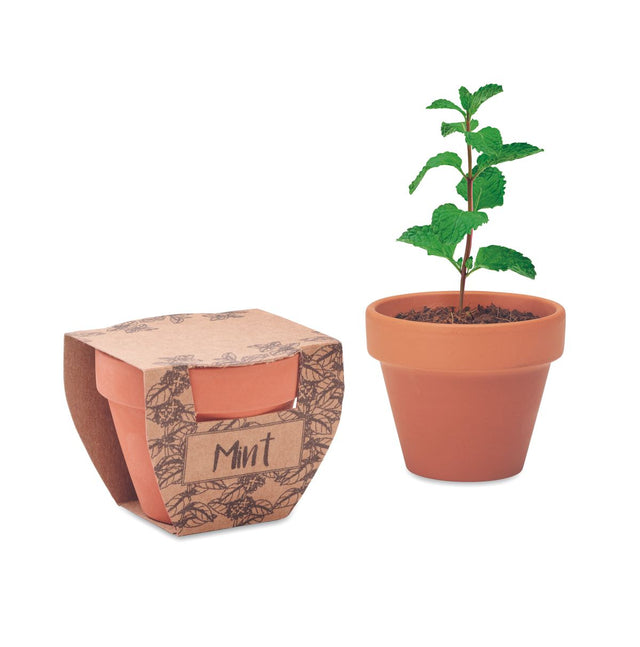 Mint Pot