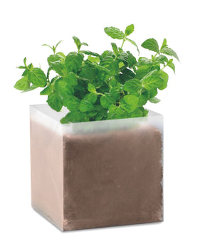 Mint